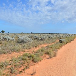 Bluebush was now the dominant plant species