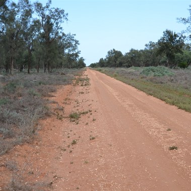 Black Oak was now the dominant species
