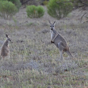 A female Kangaroo and her young Joey