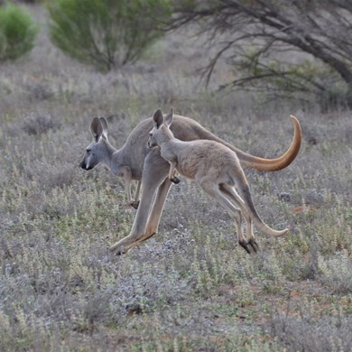 I tried to get closer, by they were off