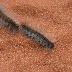 Caterpillar Train crossing the Track