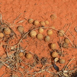 You do not have to be a Detective to know what was the meal for an Emu