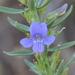 Stemodia florulenta -Blue Rod