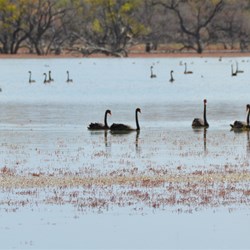 The birdlife was unreal