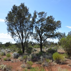 Black Oakes on the way to the Border