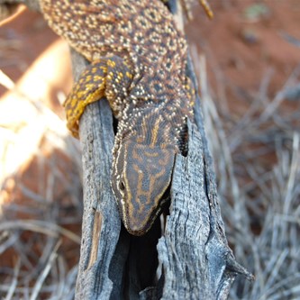 Spiny Tailed Monitor (Varanus acanthurus) 