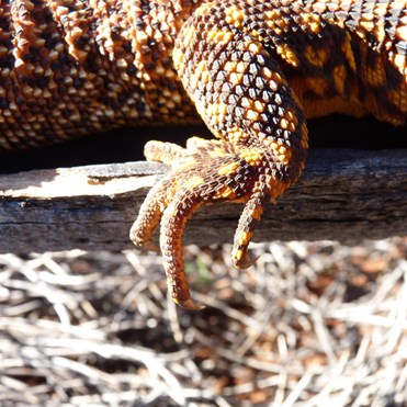Spiny Tailed Monitor (Varanus acanthurus) 
