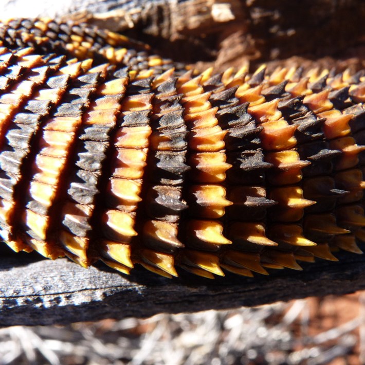 Spiny Tailed Monitor (Varanus acanthurus) - The spiny tail scales