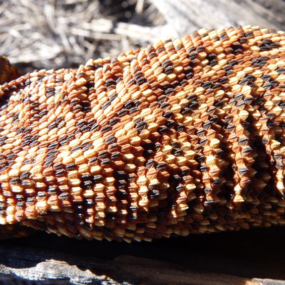 Spiny Tailed Monitor (Varanus acanthurus) - Ocelli markings