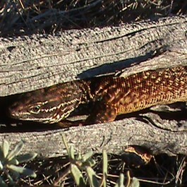 Spiny Tailed Monitor (Varanus acanthurus) 
