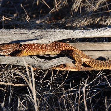 Spiny Tailed Monitor (Varanus acanthurus) 