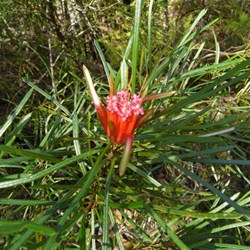 Honey Flower or Mountain Devil - Budderoo National Park
