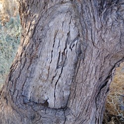 Annandale Ruins Simpson Desert