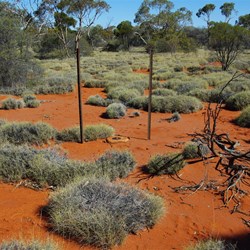 Plumridge Lakes Nature Reserve-Western Australia