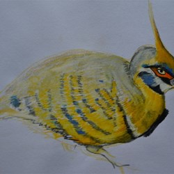 spinifex pigeon