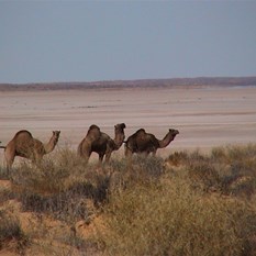 Camels
