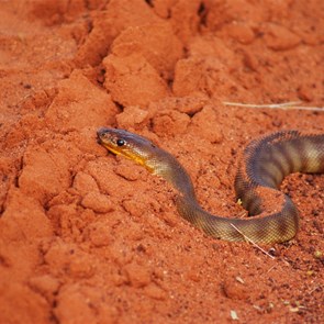Woma Python on the Kiwirrkurra-Balgo Road