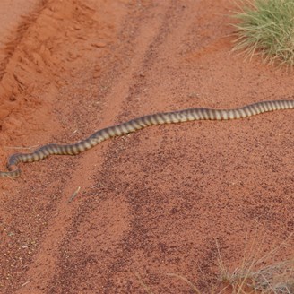 Woma crossing the track