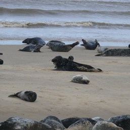 Rocks that move - seals on the move.