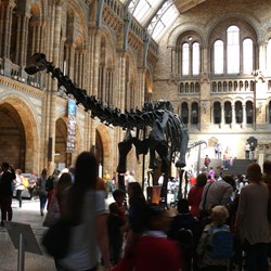 The Brontasaurus in the main entry hall at the Natural History Museum