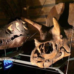 An evolutionary experiment in skull design