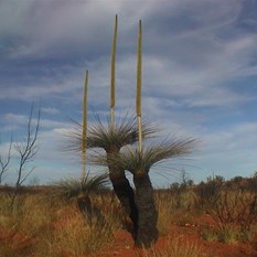 Magnificent stands of Blackboy or Grass Trees (Xanthorrhoea preissi)