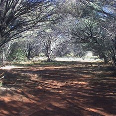 Well 7 - shady camping areas