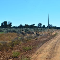 emus crossing