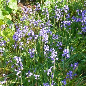 Bluebells