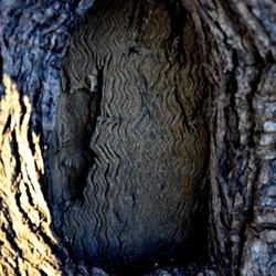 the original blaze on the tree