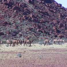 A herd of camels at the far end of Diebel Hills 