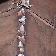 Frogs in the corners of the wooden framework