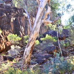 river gums line the walls of Homestead creek