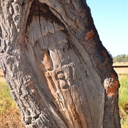 the tree at Poole's grave