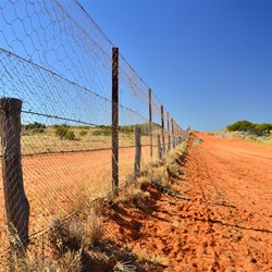 the Dog fence