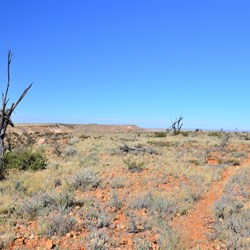 view along the loop walk at Olive Downs