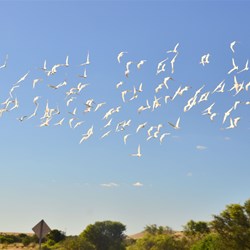 flocks of birds