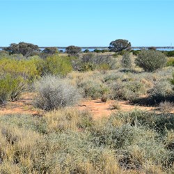 landscape and vegetation