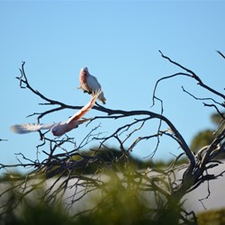 Major Mitchell Cockatoo's