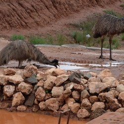 The Penguin parade at Fraser Range Station