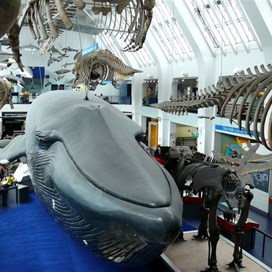 Life size model of blue whale, skeleton above