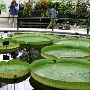 Giant Amazon waterlilies