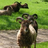 Early breed of sheep