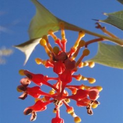 Olive Pink Botanic Garden