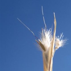 Olive Pink Botanic Garden