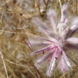 Olive Pink Botanic Garden