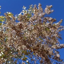 Olive Pink Botanic Garden