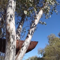 Recycled Art in Olive Pink Botanic Garden