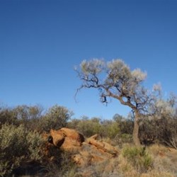 On the Larapinta Trail