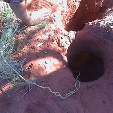 Digging for bush yams